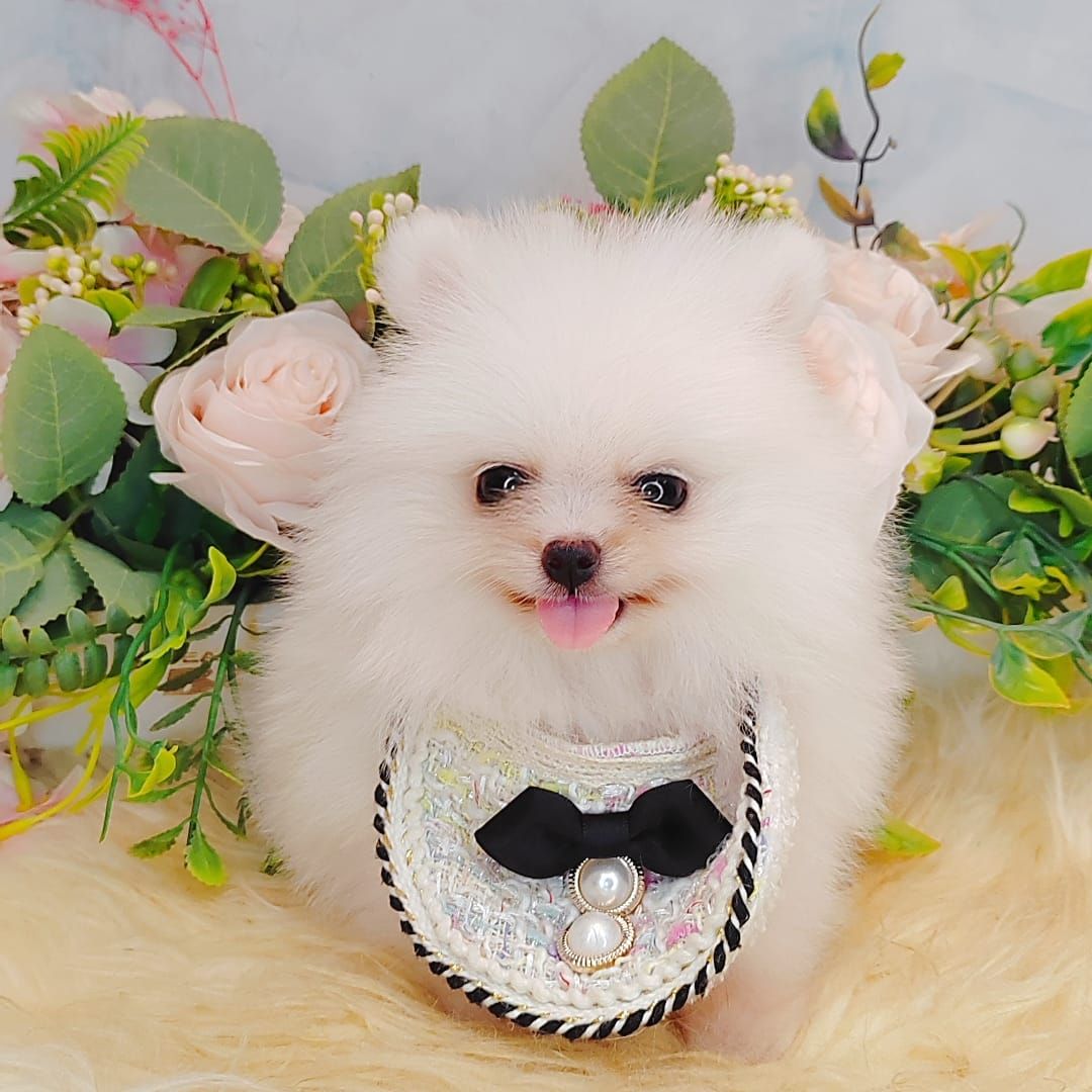  Pomeranian 博美