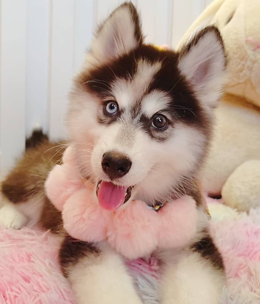 Wooly Husky 哈士奇