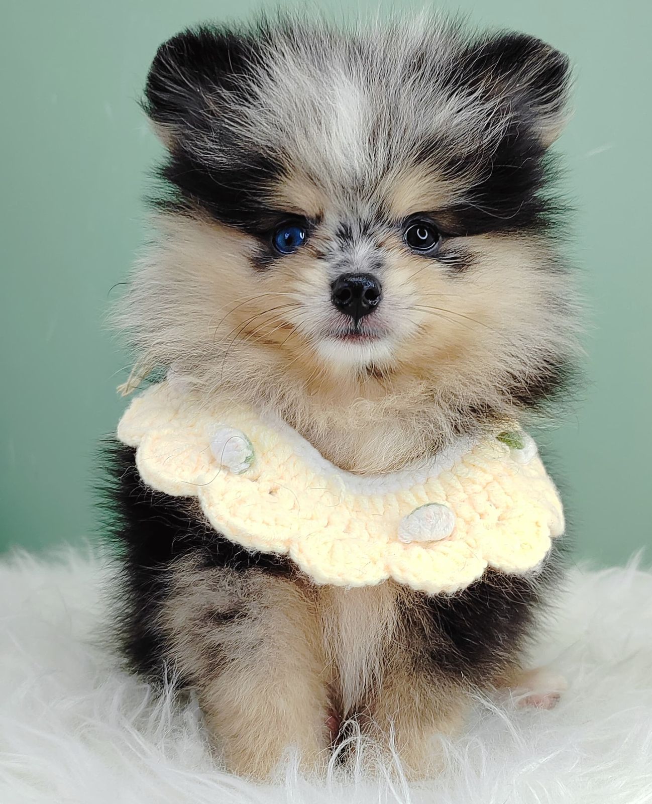 Pomeranian 博美
