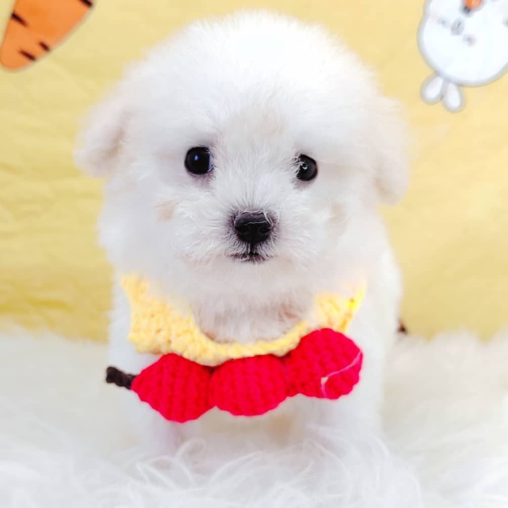 Maltipoo 马尔泰迪