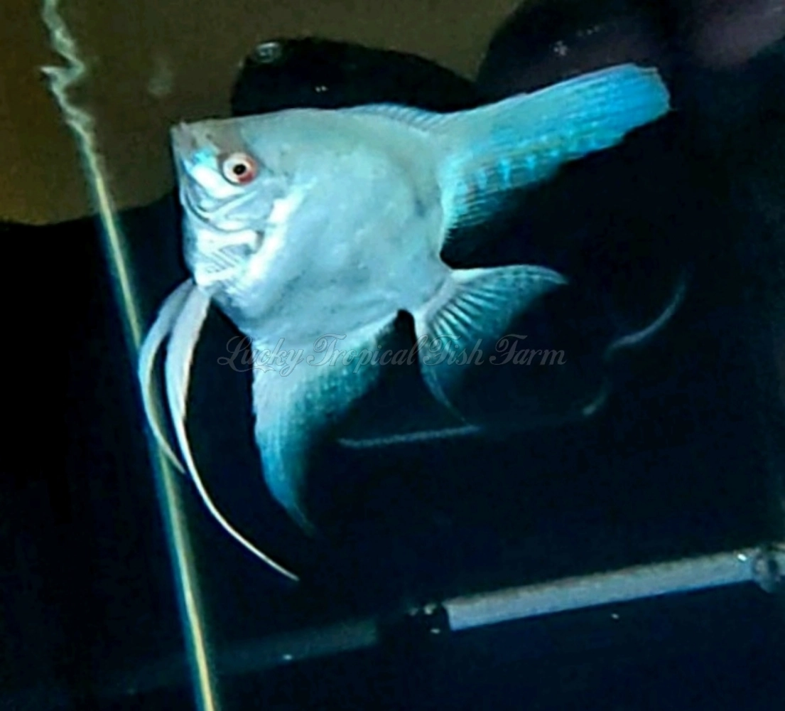 Albino Blue Marble Angelfish