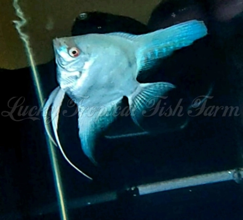 Albino Blue Marble Angelfish