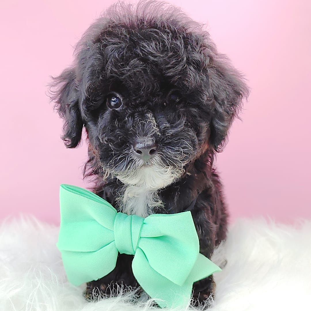 Poodle 娉拌开璐靛