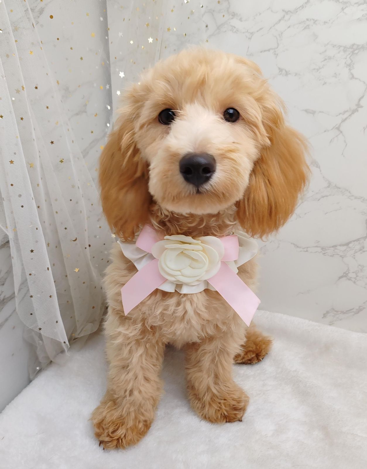 Poodle 娉拌开璐靛