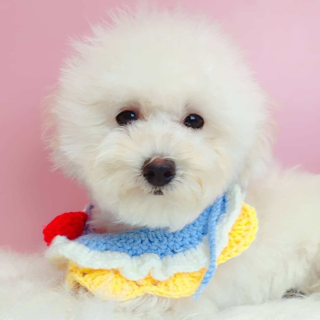 Maltipoo 马尔泰迪