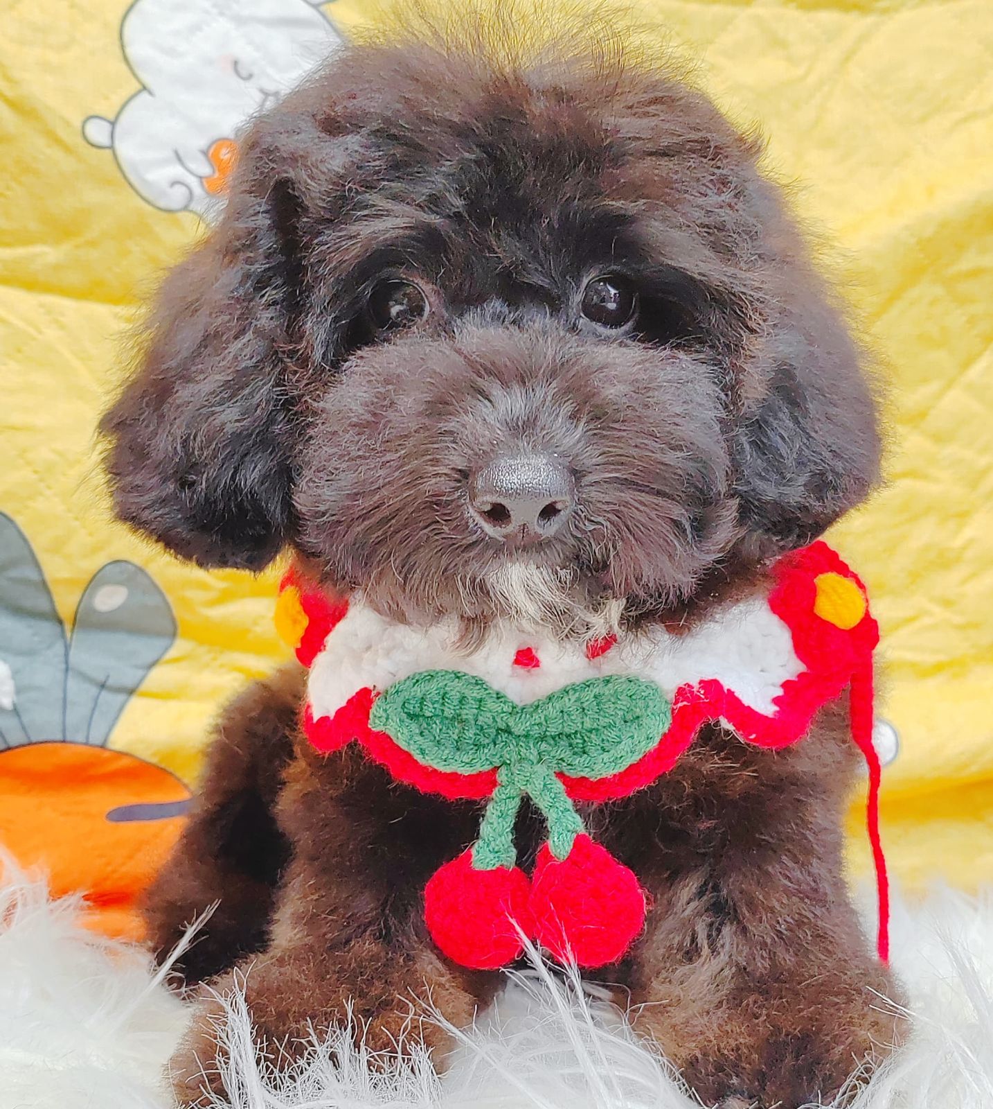 Poodle 璐靛娉拌开