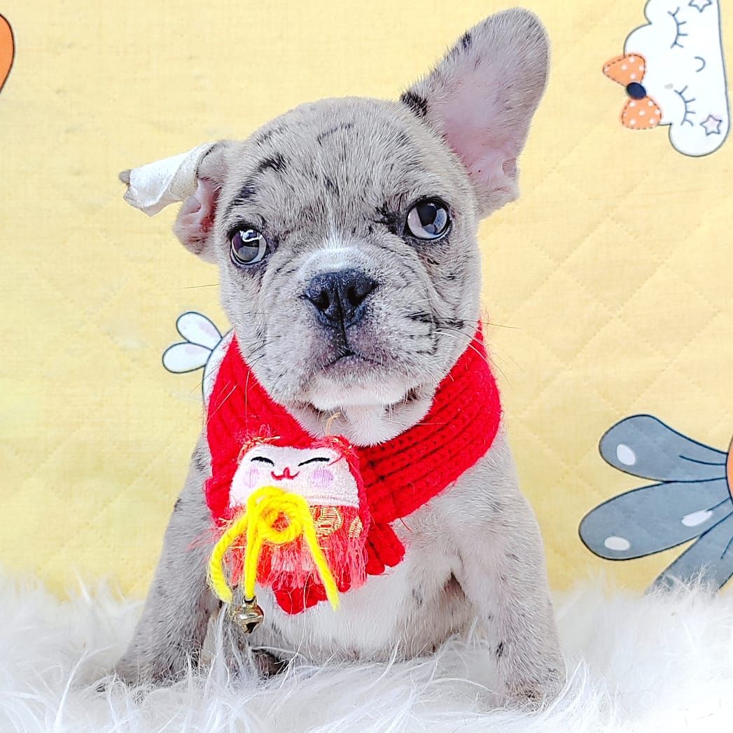 French Bulldog 法斗