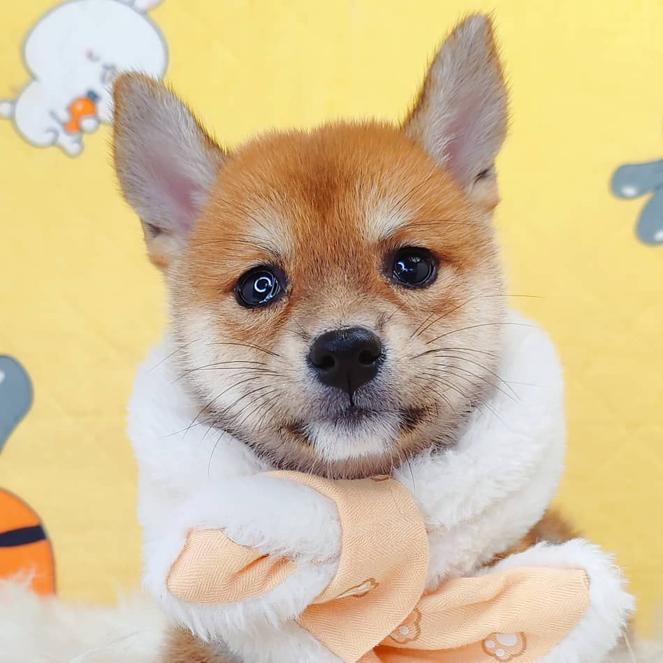 Shiba Inu 柴犬