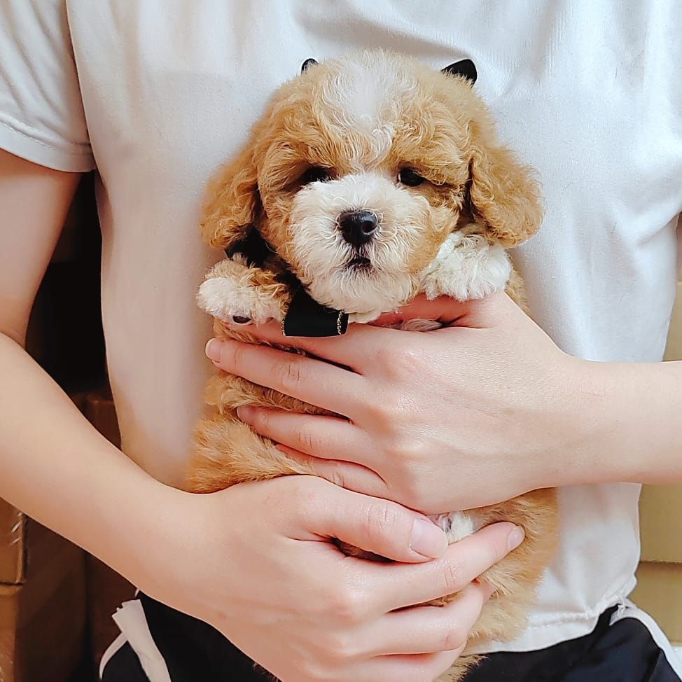 Poodle 娉拌开璐靛
