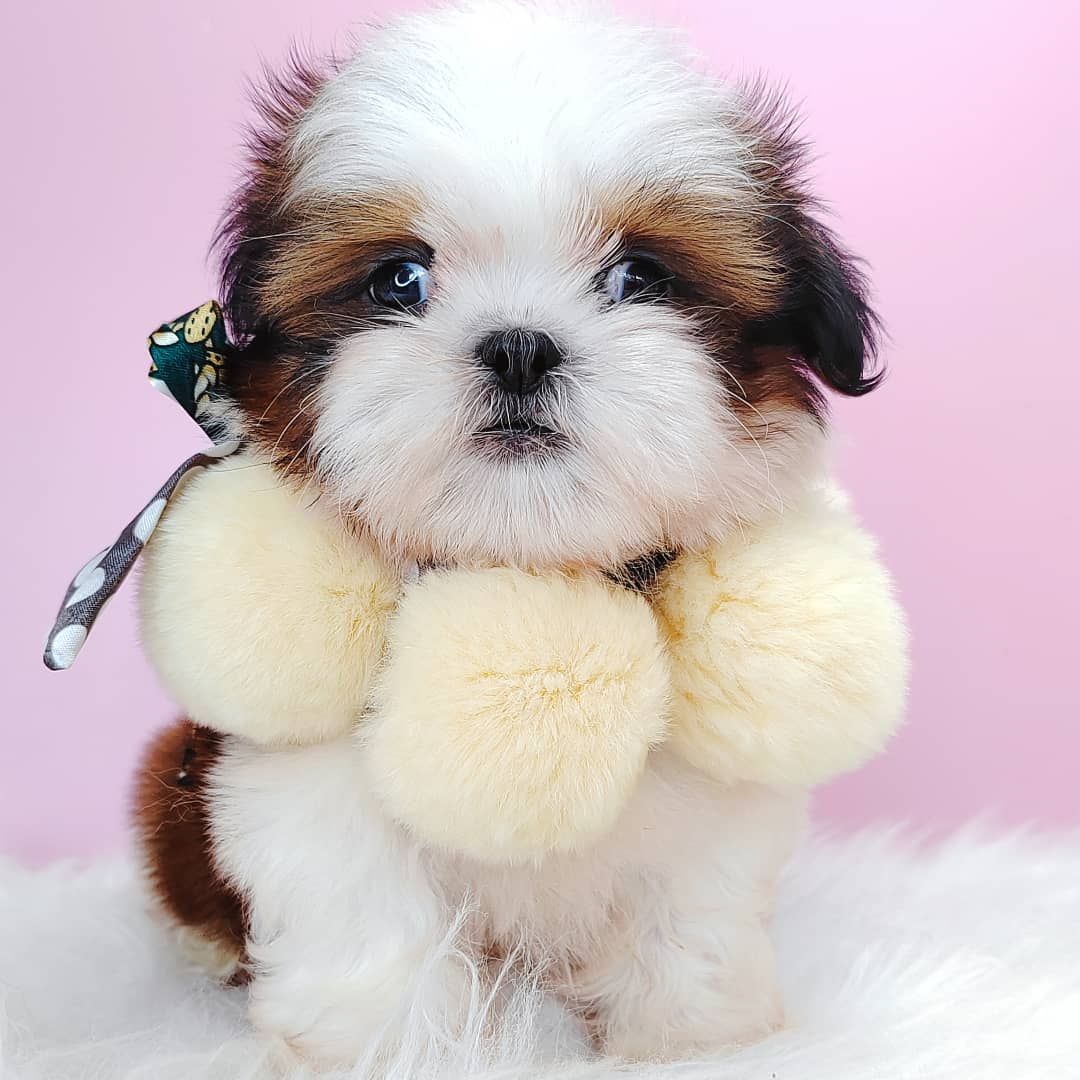 Shih Tzu 西施