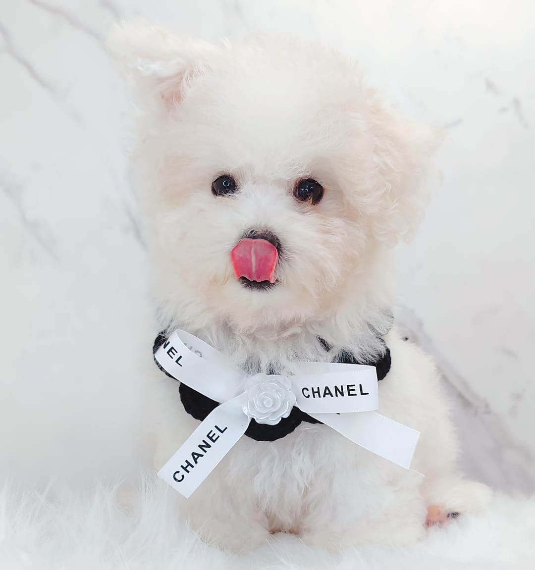 Poochon 泰迪熊