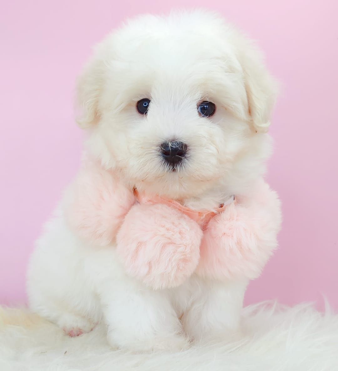 Maltipoo 马尔泰迪