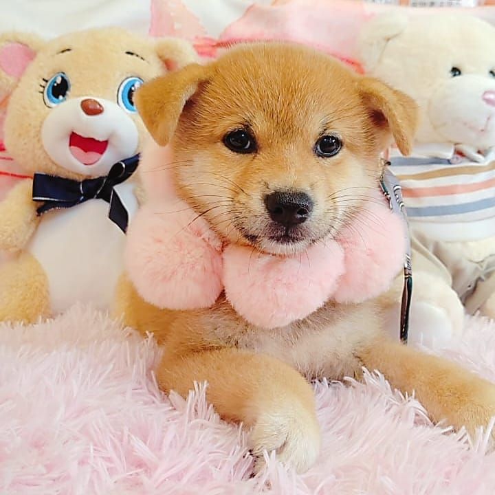 Shiba inu 柴犬