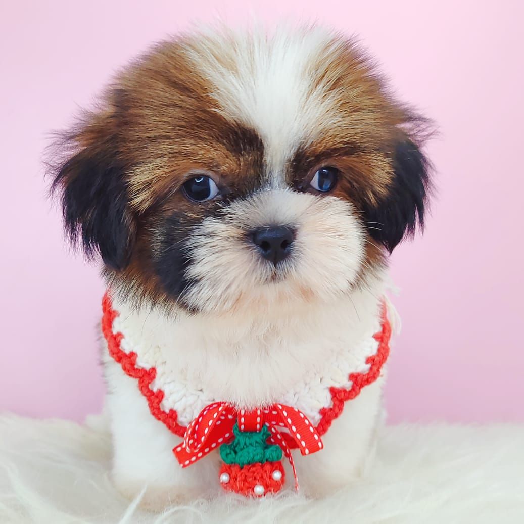 Shih Tzu 西施