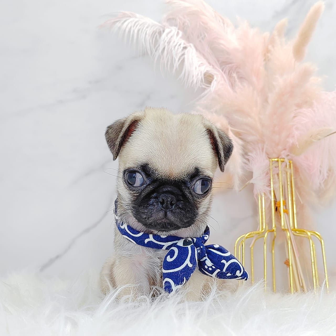 Pug 巴哥
