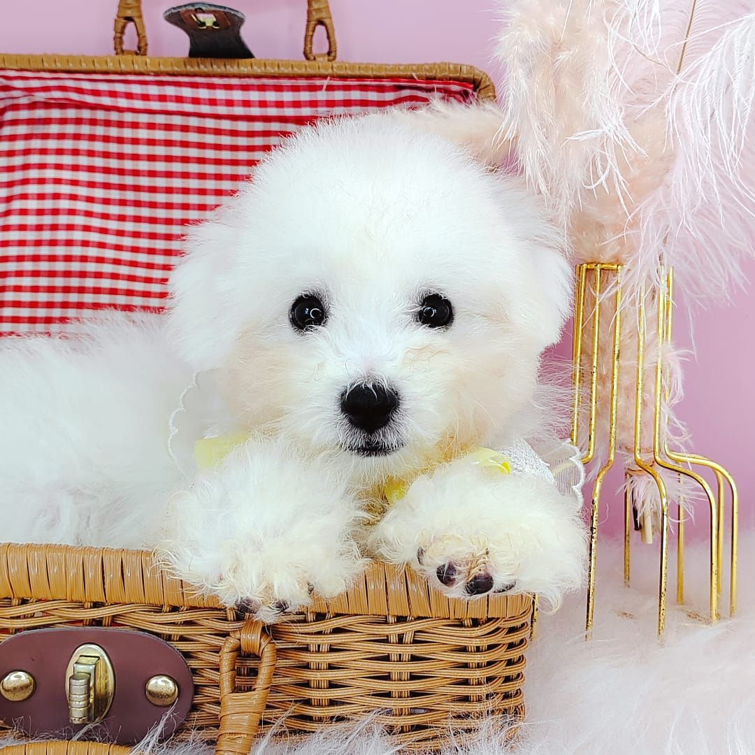 Bichon Frise 比熊