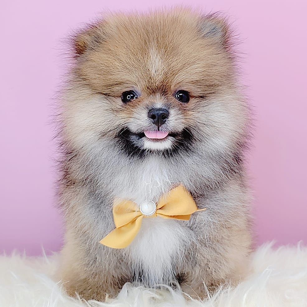  Pomeranian 博美