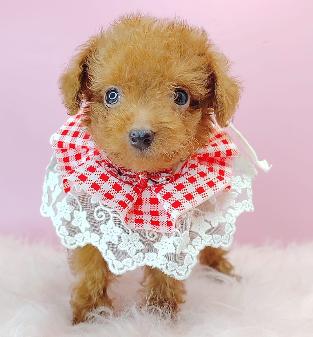 Poodle 娉拌开璐靛