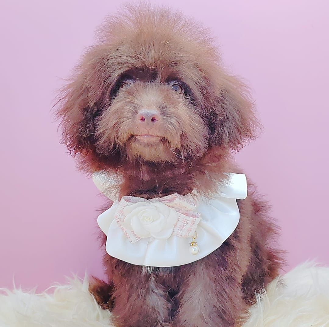 Poodle 娉拌开璐靛