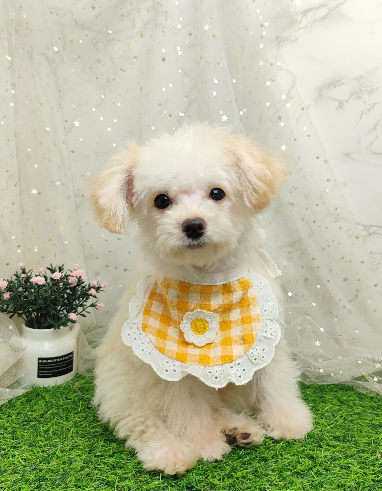 Poodle 娉拌开璐靛