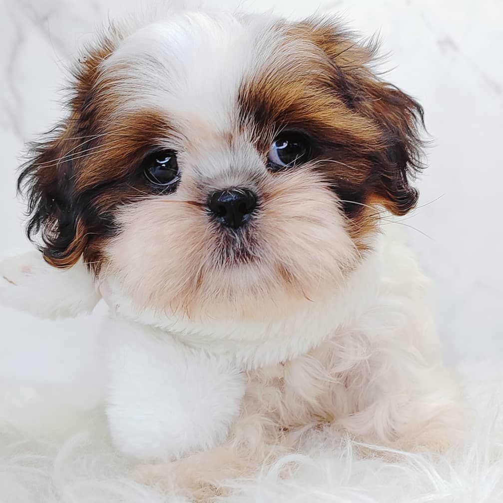 Shih Tzu 西施