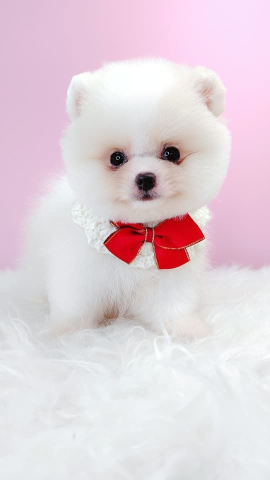 Pomeranian 博美