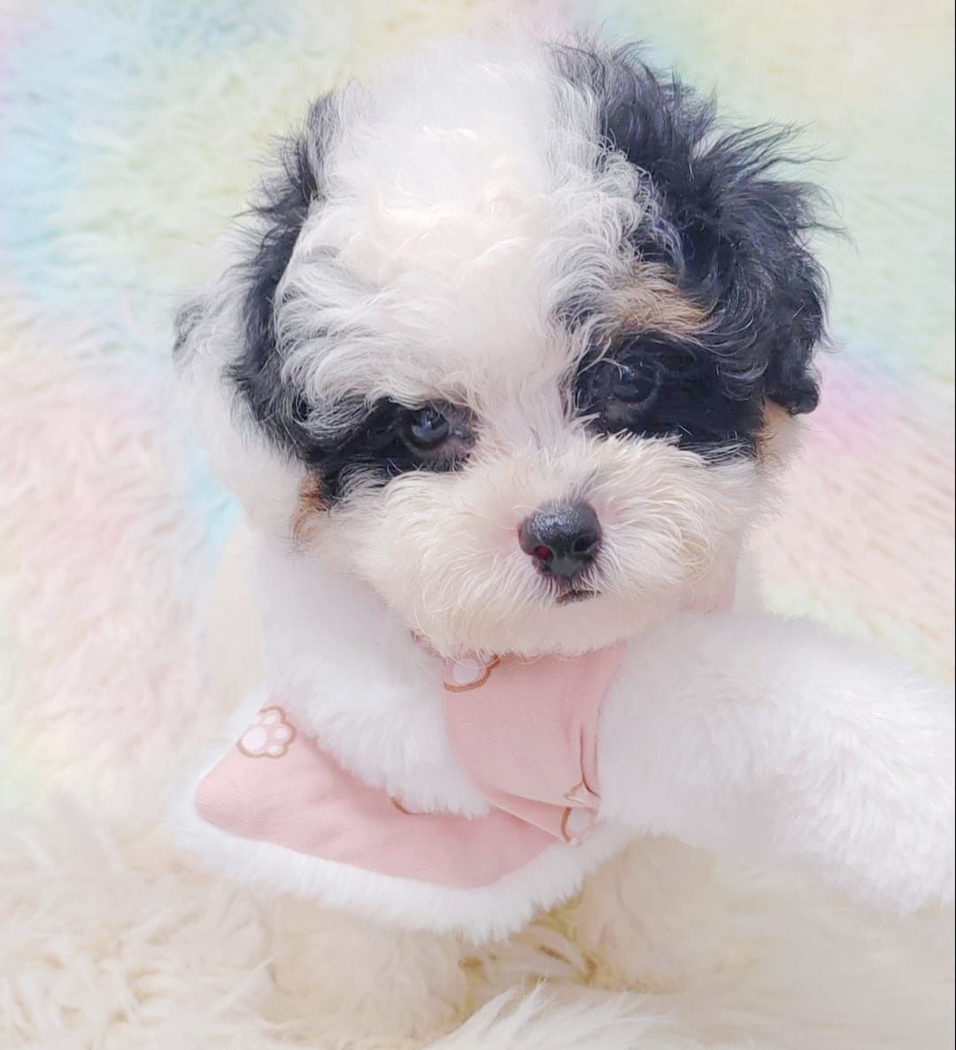 Maltipoo 马尔泰迪