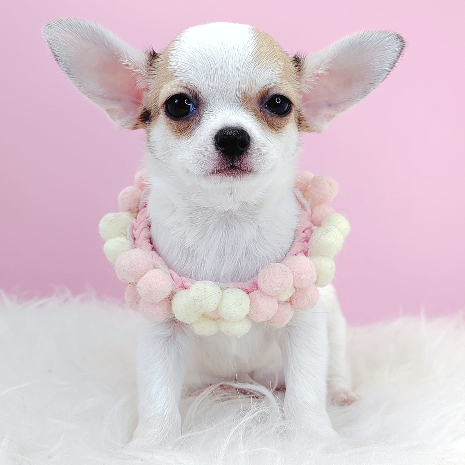 Chihuahua 吉娃娃