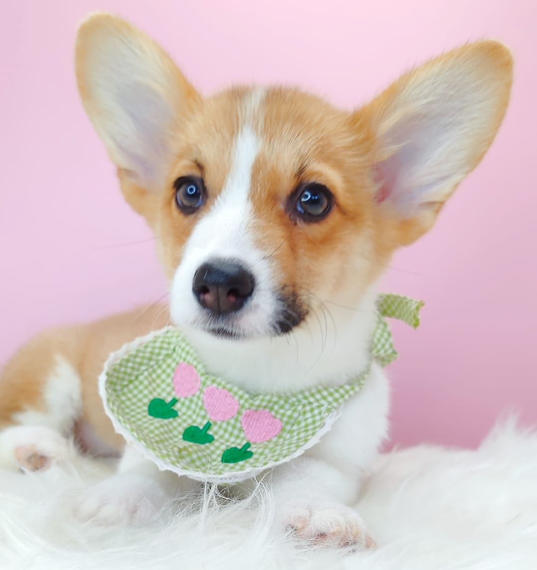 Corgi 柯基