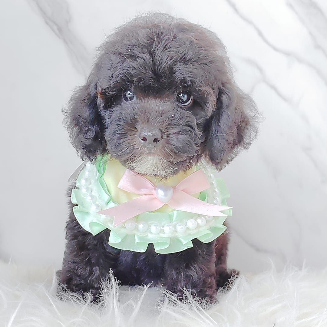 Poodle 娉拌开璐靛