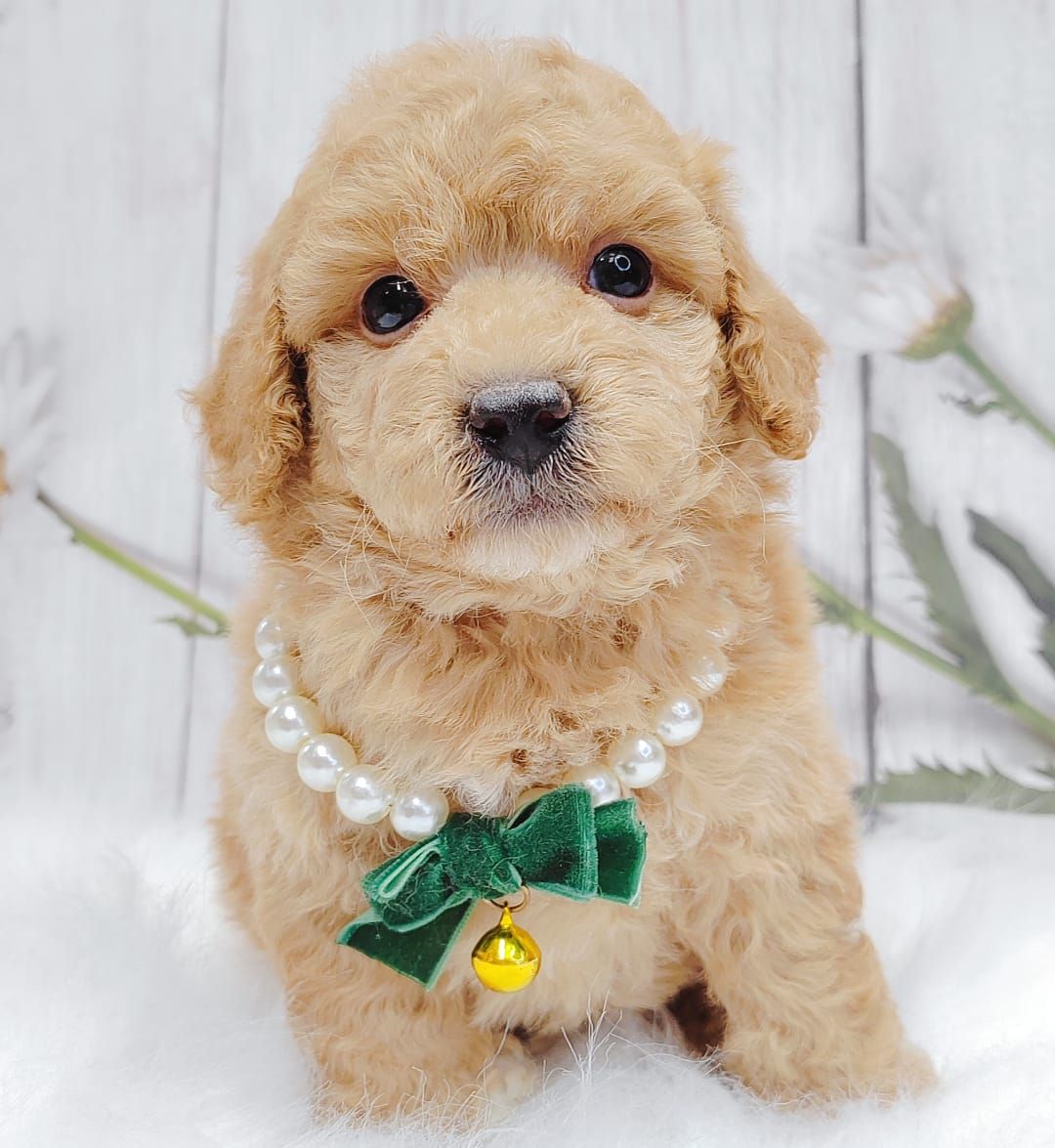 Poodle 娉拌开璐靛