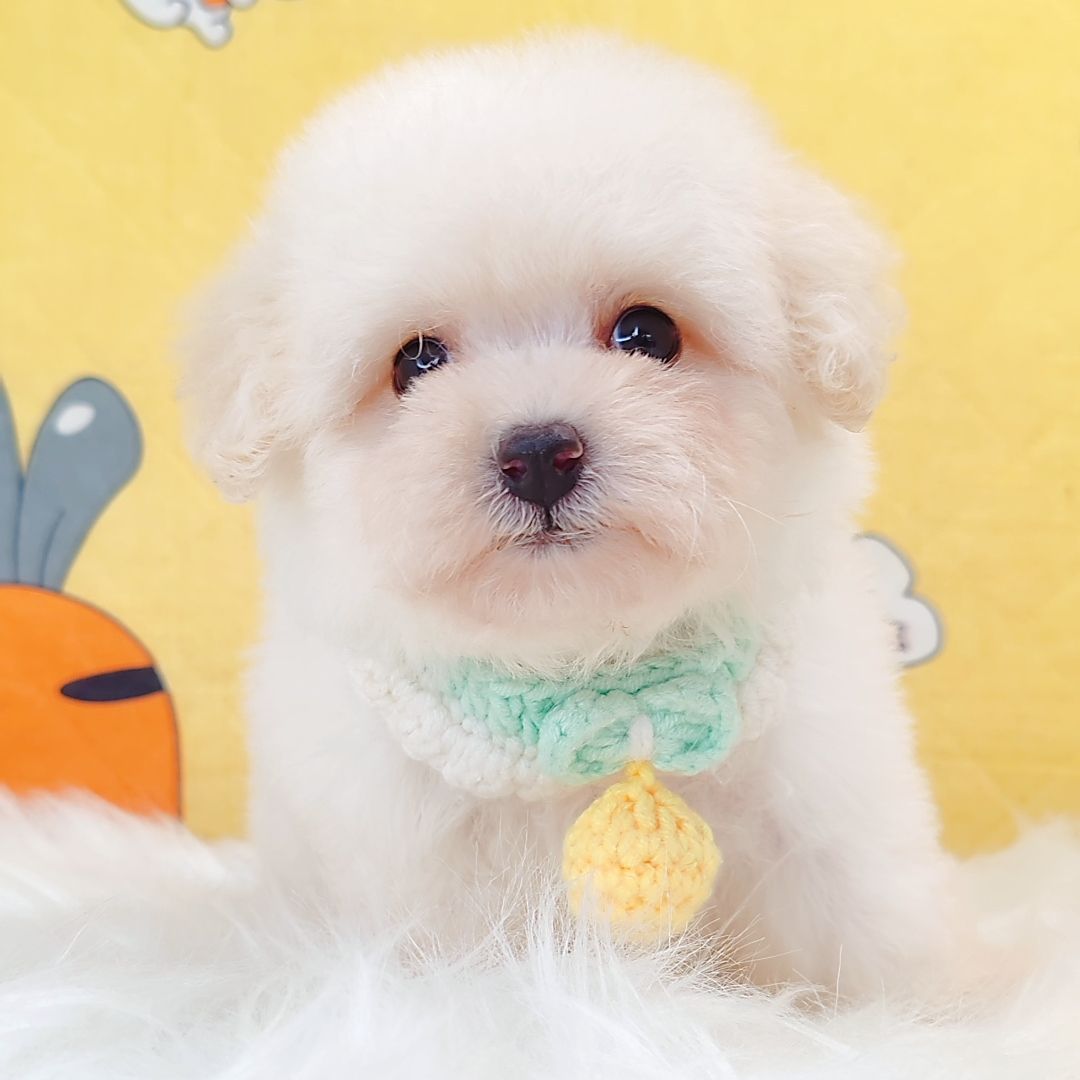 Bichon Frise 比熊