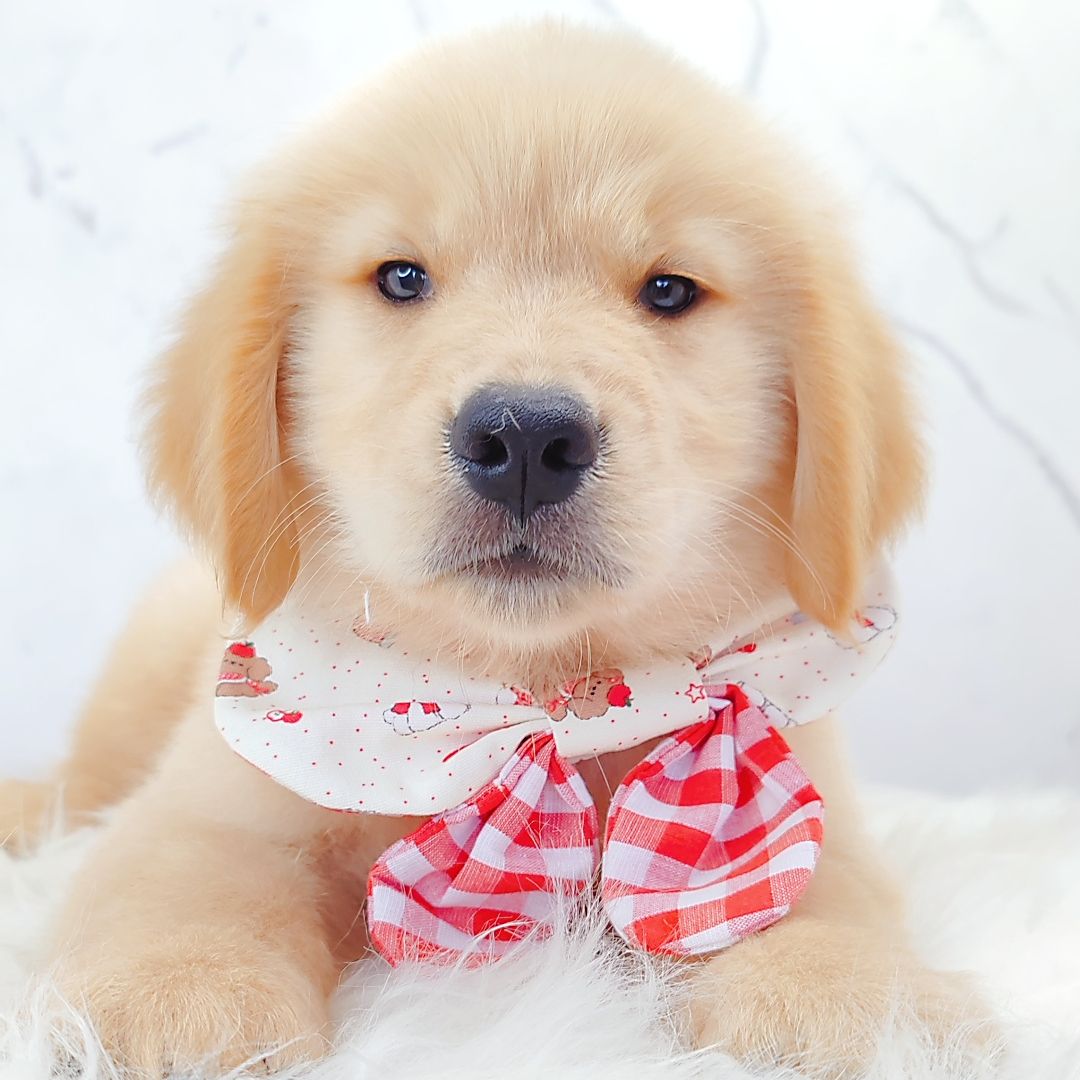 Golden Retriever 黄金猎犬