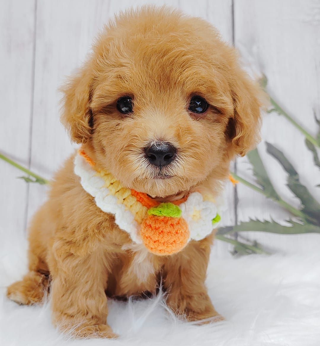 Maltipoo 马尔泰迪