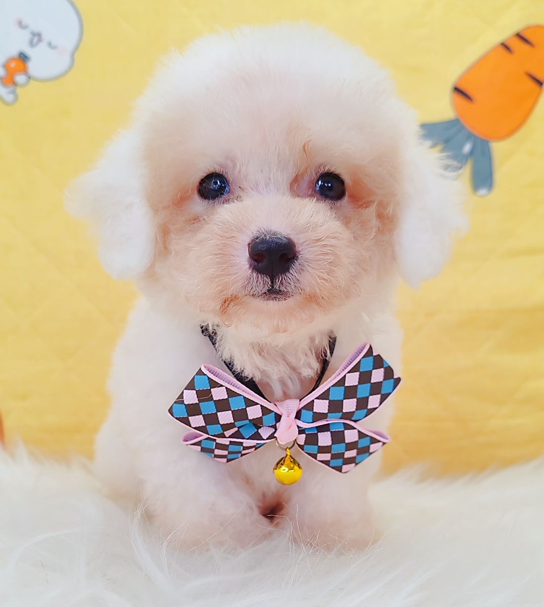 Poodle 娉拌开璐靛