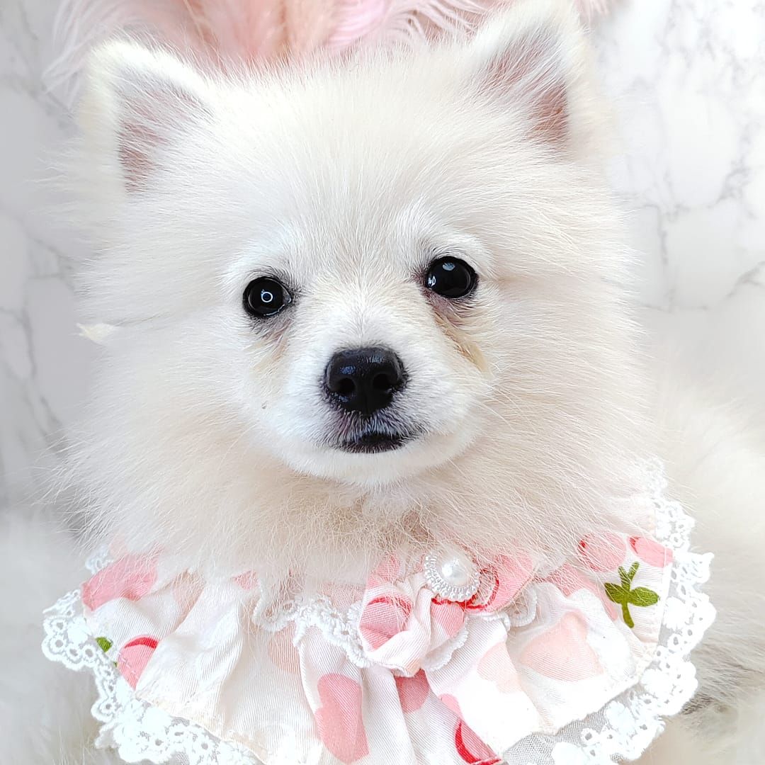 Pomeranian 博美