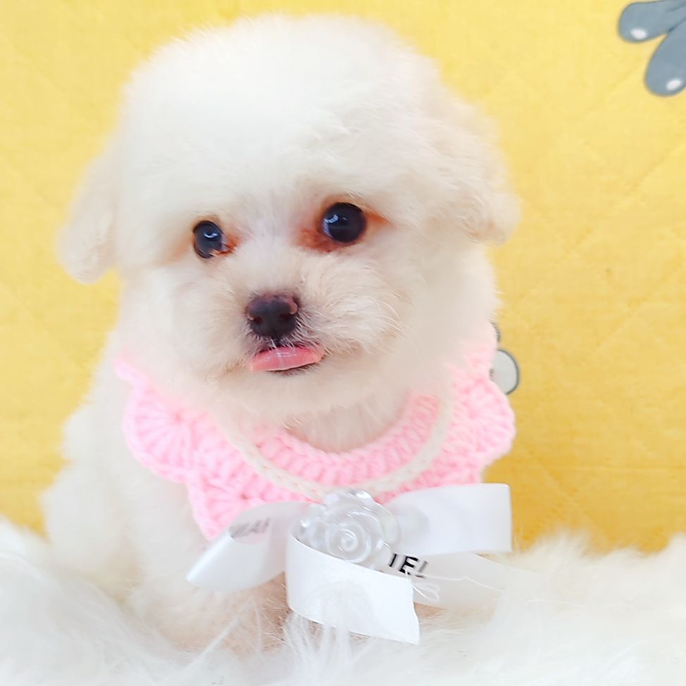 Bichon Frise 比熊