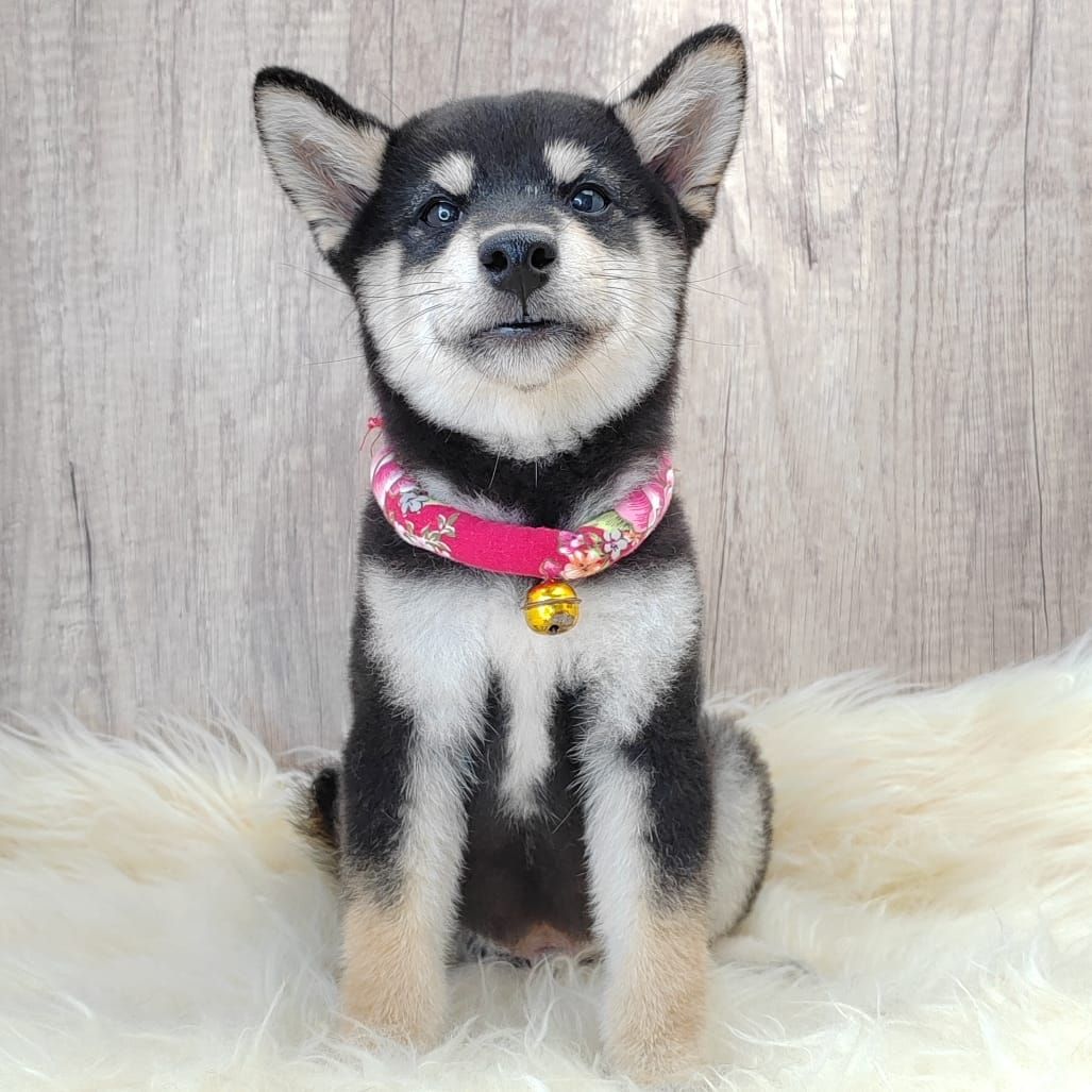 Shiba Inu 柴犬
