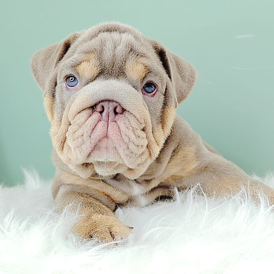 English Bulldog 英斗