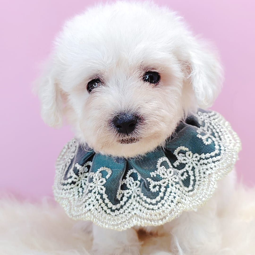 Poodle 娉拌开璐靛
