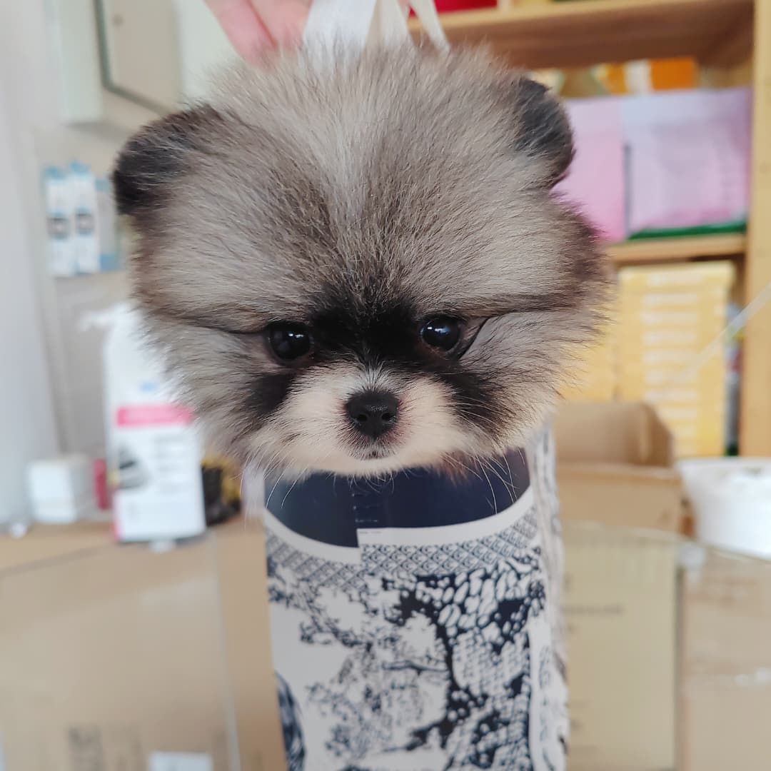 Pomeranian 博美