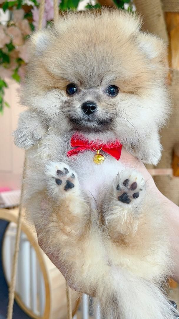 Pomeranian 博美