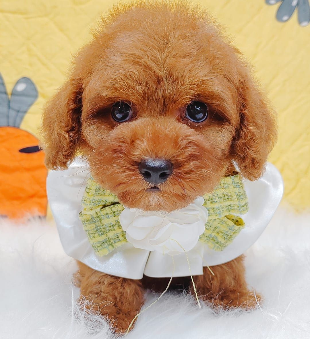 Poodle 娉拌开璐靛