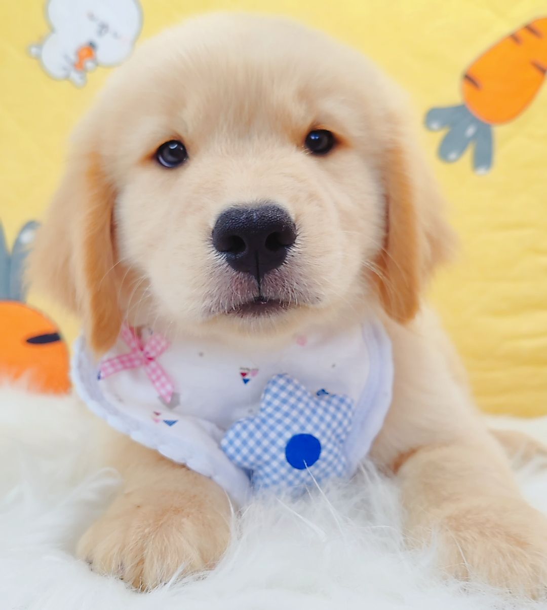Golden Retriever 黄金猎犬