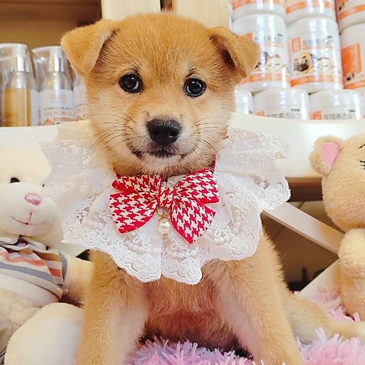 Shiba inu 柴犬