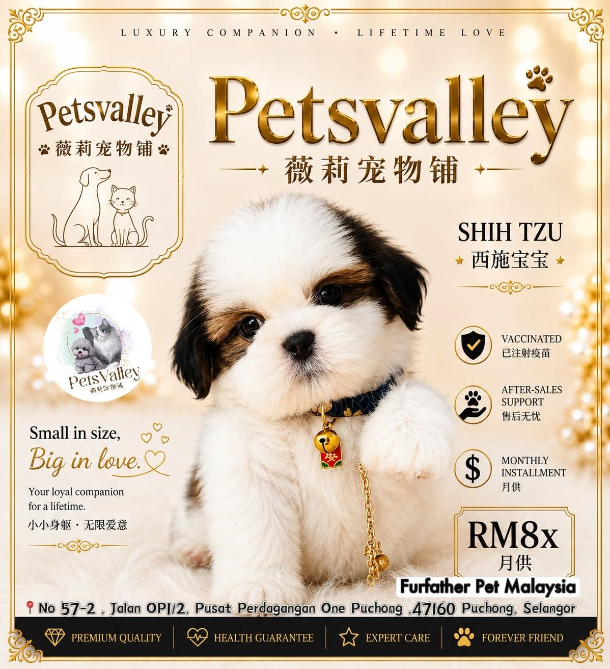 Shih Tzu 西施