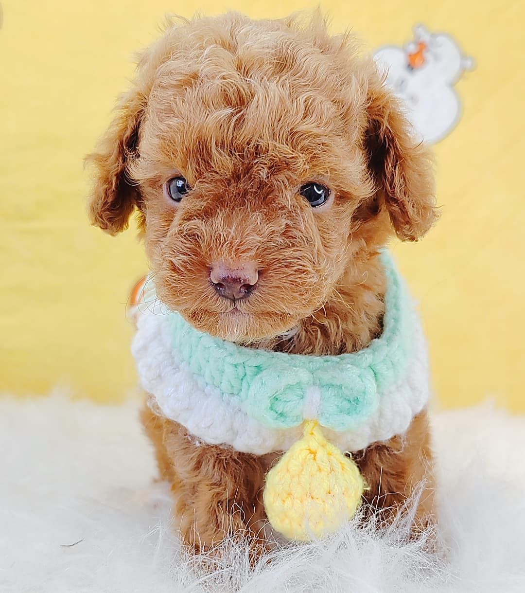 Poodle 娉拌开璐靛