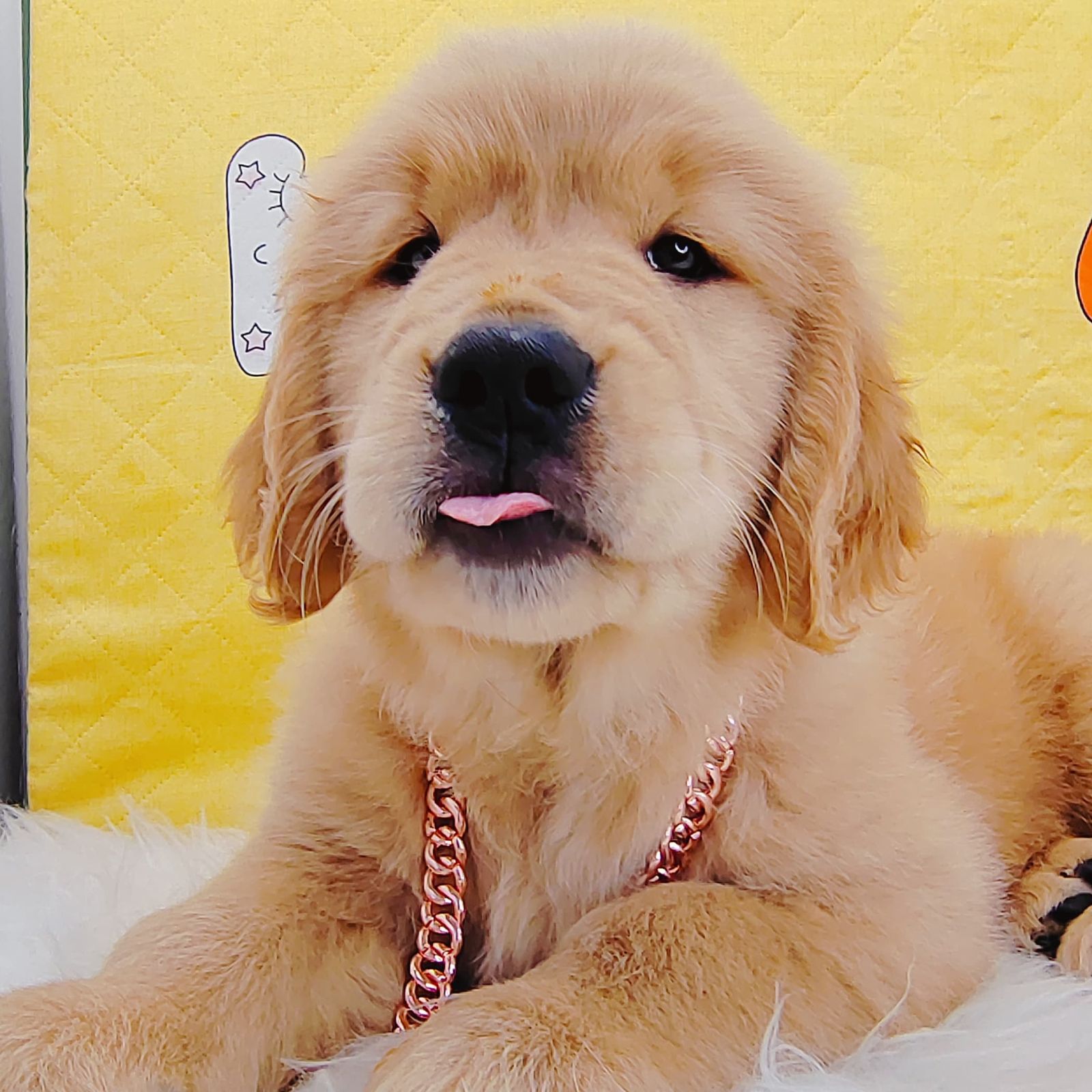 Golden Retriever 黄金猎犬