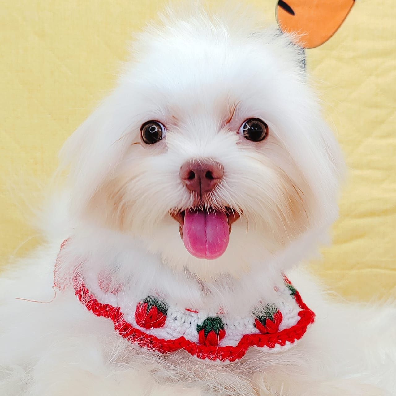 Maltese 马尔济斯
