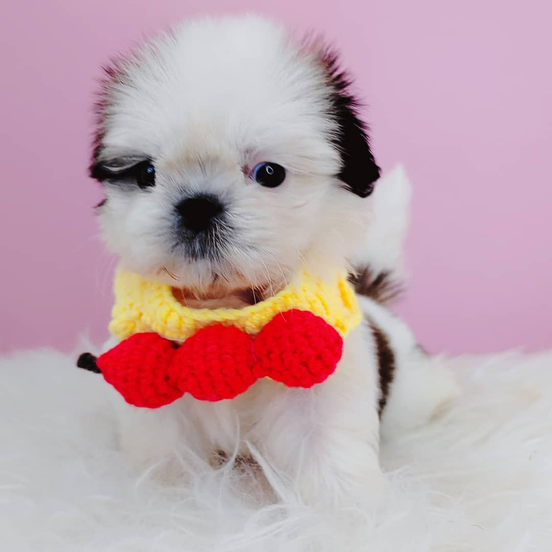 Shih Tzu 西施